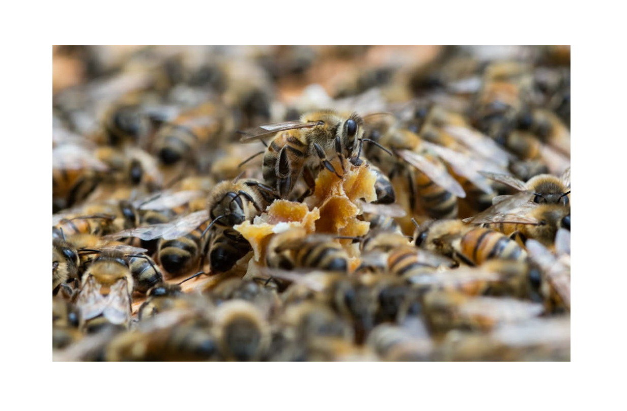  immagine primo piano